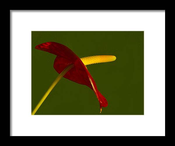 Anthurium Framed Print featuring the photograph Anthurium by Bill Barber