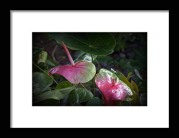 Anthurium Framed Print featuring the photograph Anthurium Glow by Lori Seaman