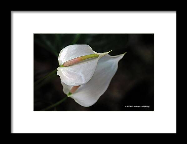Anthurium Framed Print featuring the photograph Anthurium by Winston D Munnings