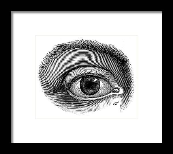 Engraving Framed Print featuring the drawing Antique medical scientific illustration high-resolution: human eye by Ilbusca