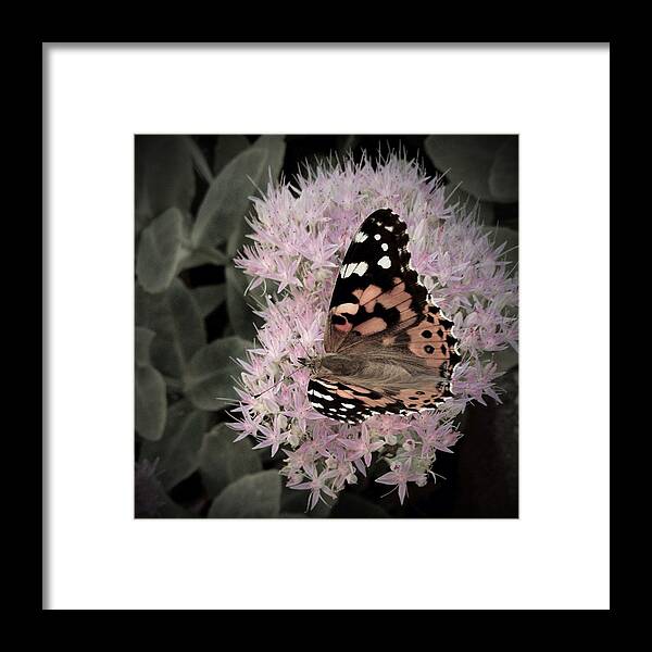 Monarch Butterfly Framed Print featuring the photograph Antique Monarch by Photographic Arts And Design Studio