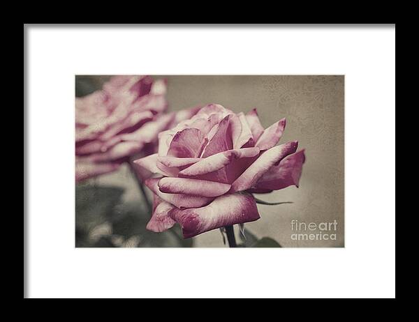 Rose Framed Print featuring the photograph Antique Red Hybrid Tea Roses with Brocade Corners by Beverly Claire Kaiya