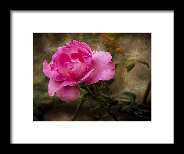 : Penny Lisowski Framed Print featuring the photograph Antique Rose by Penny Lisowski