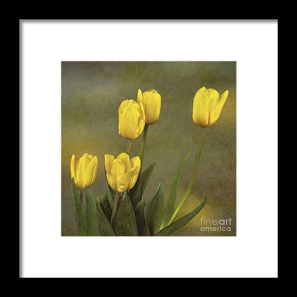 Tulips Framed Print featuring the photograph Antique Tulip Bouquet by Shirley Mangini