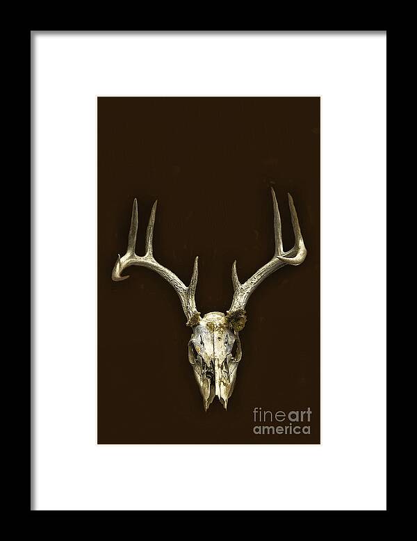 Skull Framed Print featuring the photograph Antlers by Margie Hurwich