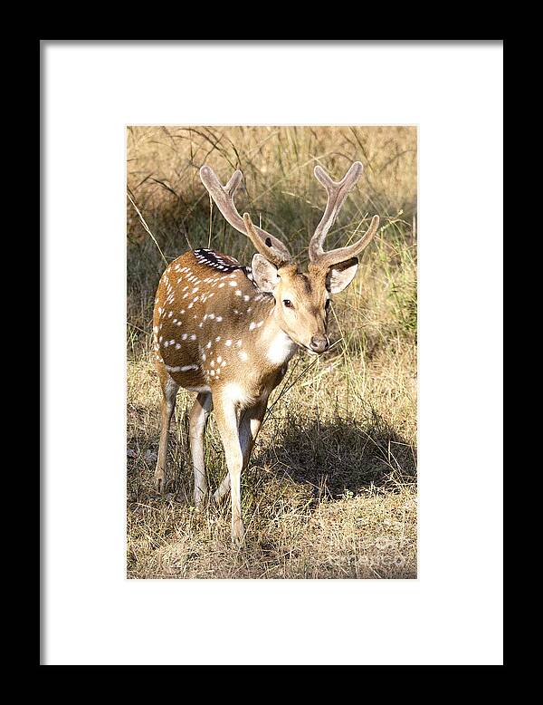 Spotted Deer Framed Print featuring the photograph Antlers by Pravine Chester