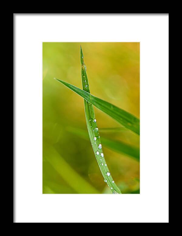 Nature Framed Print featuring the photograph Ants Eye View by Robert Mitchell