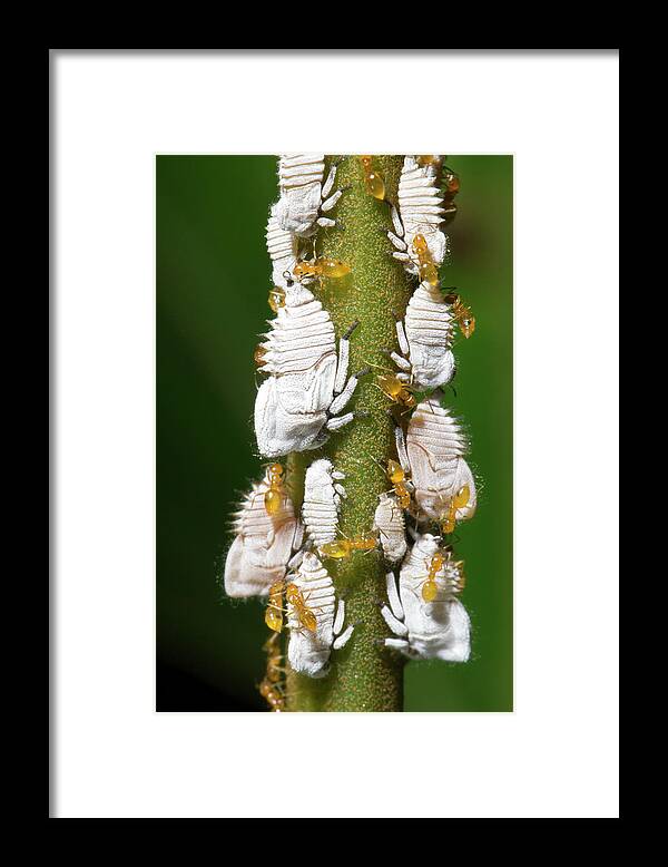 Amazon Framed Print featuring the photograph Ants Tending Planthopper Nymphs by Dr Morley Read