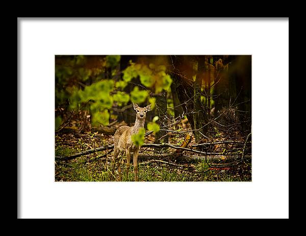 Deer Framed Print featuring the photograph Anyone There? by Timothy J Berndt