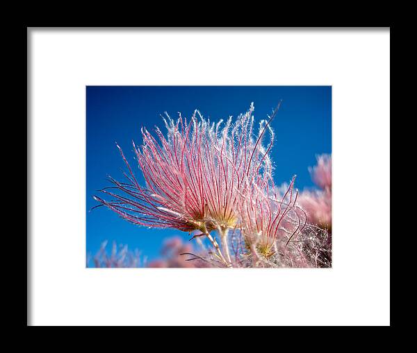 Apache Plume Framed Print featuring the photograph Apache Plume by Mary Lee Dereske