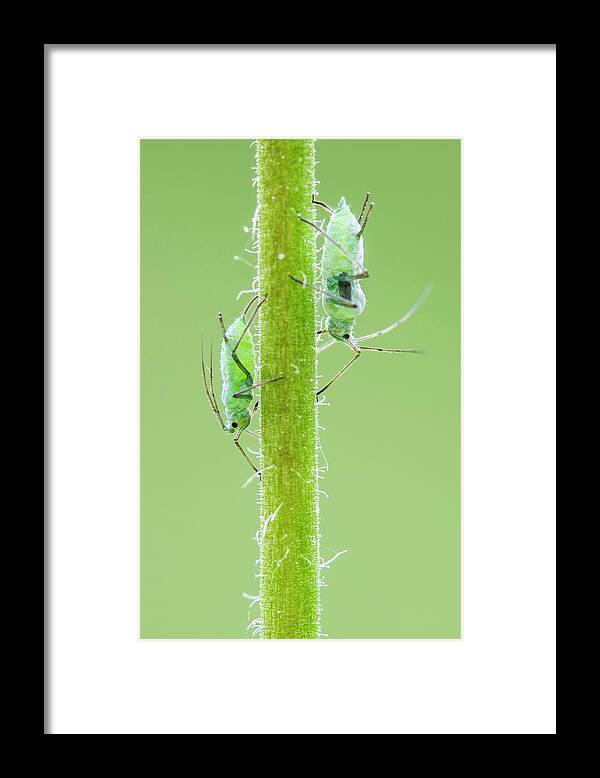 Aphid Framed Print featuring the photograph Aphids by Heath Mcdonald