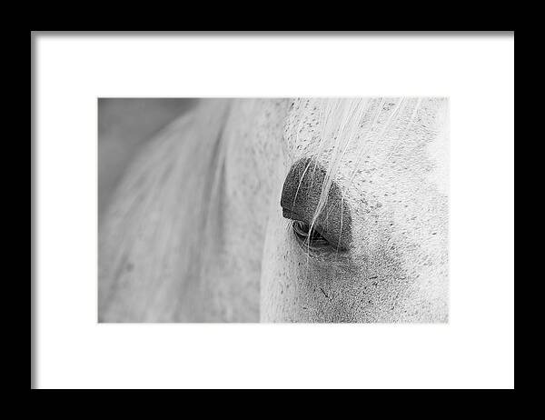 Animals Framed Print featuring the photograph Appaloosa Eye by Mary Lee Dereske