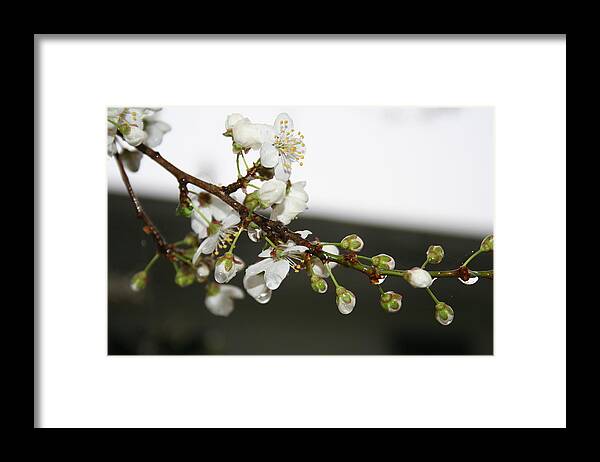 Apple Blossom Framed Print featuring the photograph Apple Blossom Buds by Valerie Collins