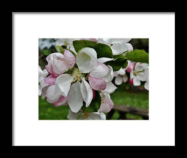 Blossoms Framed Print featuring the photograph Apple Blossoms 2 by VLee Watson