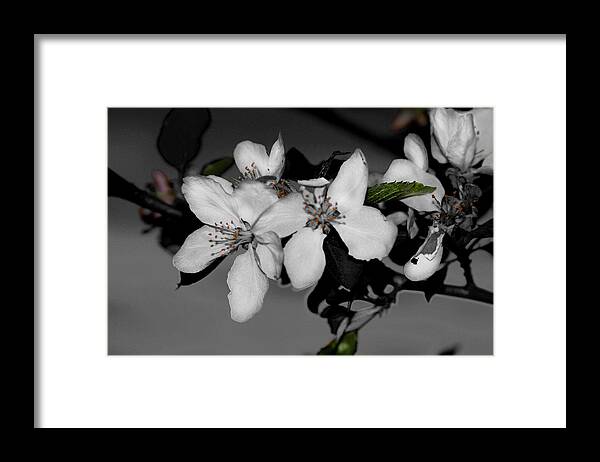 Green Framed Print featuring the photograph Apple BLossoms by David Yocum