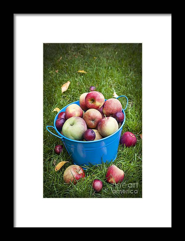Apples Framed Print featuring the photograph Apple harvest by Elena Elisseeva