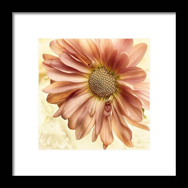 Floral Framed Print featuring the photograph Apple Spice Streusel by Darlene Kwiatkowski