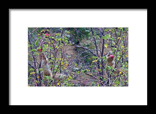 Apple Tree Nature Suirrel Animals Autumn Fall Colorado Rocky Mountains Framed Print featuring the photograph Apple thief by George Tuffy