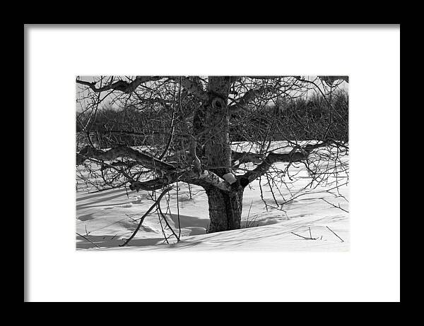 Meadowbrook Orchards Framed Print featuring the photograph Apple Trees in Winter BW 2 by Michael Saunders
