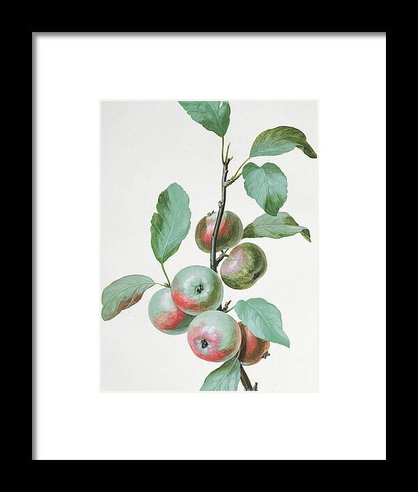 Apple Framed Print featuring the painting Apples by Pierre Joseph Redoute