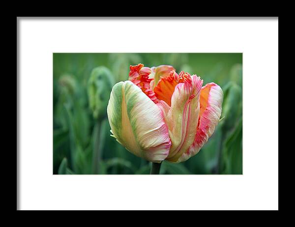 Skompski Framed Print featuring the photograph Apricot Parrot Tulip by Joseph Skompski