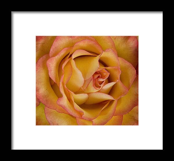 Nature Framed Print featuring the photograph Apricot Rose by Michael Friedman