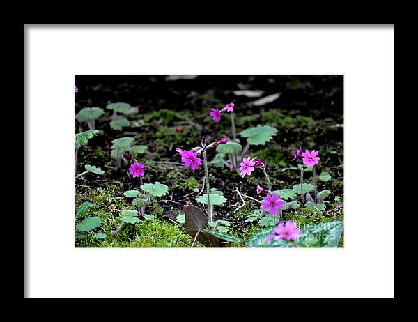 Primula Kisoana Framed Print featuring the photograph April Blooms of Primula kisoana by Tatyana Searcy