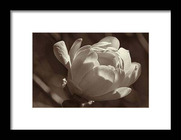 Magnolia Framed Print featuring the photograph April Morning Magnolia by Theo O'Connor