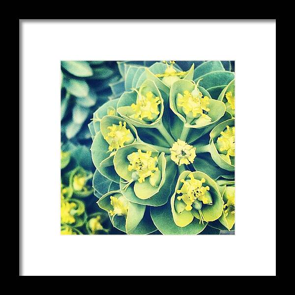Aprilphotoaday Framed Print featuring the photograph #aprilphotoaday Day 11: #detail by Katie Cupcakes