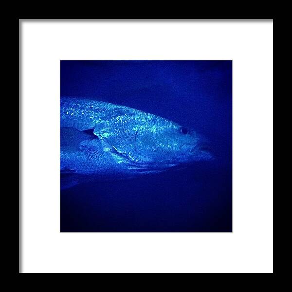 Fish Framed Print featuring the photograph #aquarium #perth #aqwa #fish by Sinead Connell