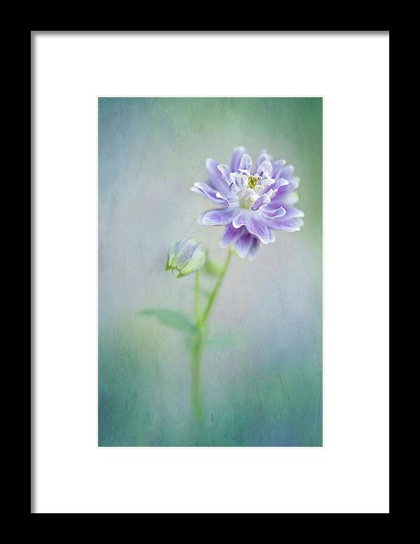 Buckinghamshire Framed Print featuring the photograph Aquilegia by Jacky Parker Photography