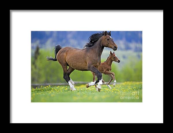 Arabian Framed Print featuring the photograph Arabian Bay Mare And Foal by Rolf Kopfle