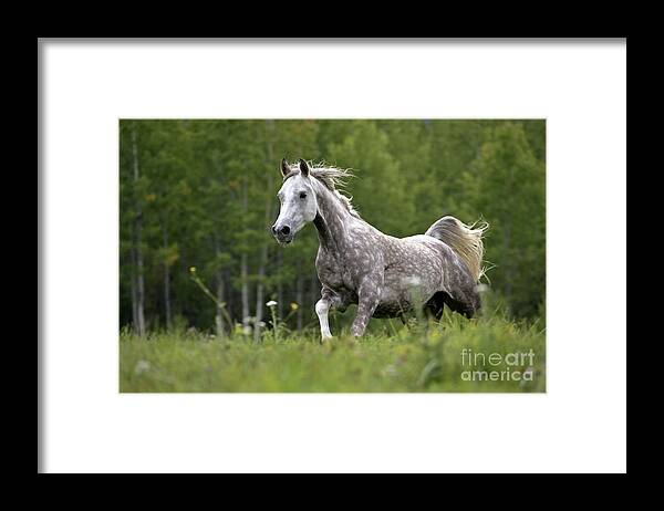 Arabian Dapple Grey Horse Galloping by Rolf Kopfle