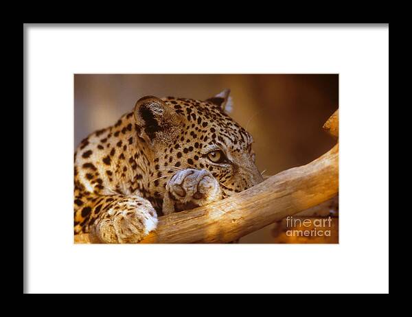 Arabian Leopard Framed Print featuring the photograph Arabian leopard Panthera pardus by Eyal Bartov