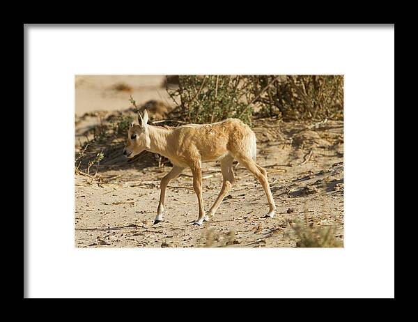 Animal Framed Print featuring the photograph Arabian Oryx (oryx Leucoryx) by Photostock-israel