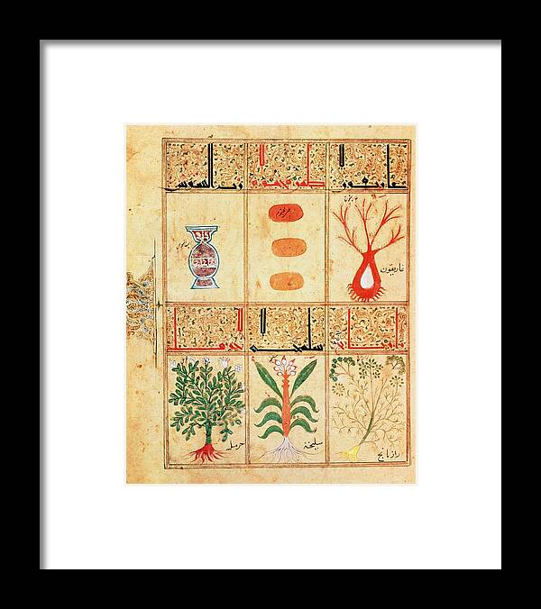 Herb Framed Print featuring the photograph Arabic Manuscript On Medicinal Herbs by Jean-loup Charmet/science Photo Library