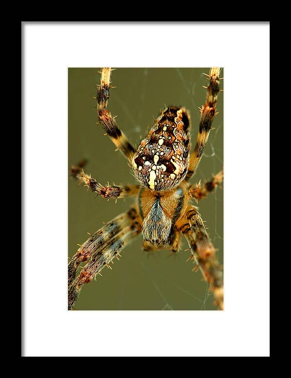 Arachnophobia Arachnid Framed Print featuring the photograph Arachnophobia by Gene Walls