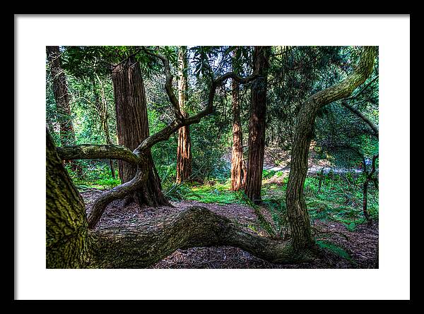 Arboretum Framed Print featuring the photograph Arboretum Park by Tommy Farnsworth