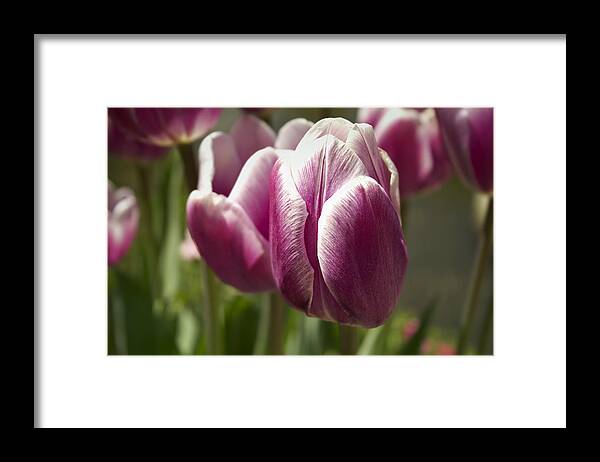 Canon T3i Framed Print featuring the photograph Arboretum Tulips by Ben Shields