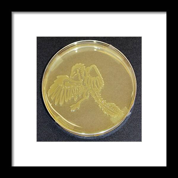 Escherichia Coli Framed Print featuring the photograph Archaeopteryx by Gregory Lab/microbialart.com/science Photo Library
