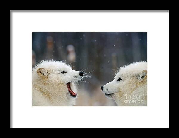 Animal Framed Print featuring the photograph Arctic Fox Pair Playing by Alan and Sandy Carey