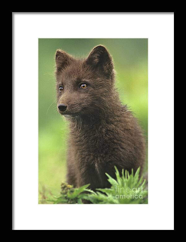 North America Framed Print featuring the photograph Arctic Fox Portrait Alaska Wildlife by Dave Welling