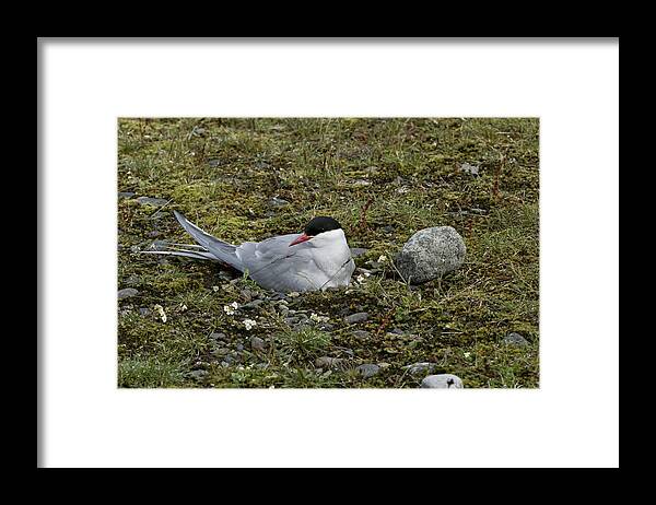  Arctic Tern Framed Print featuring the photograph Arctic Tern Nesting by Brian Kamprath