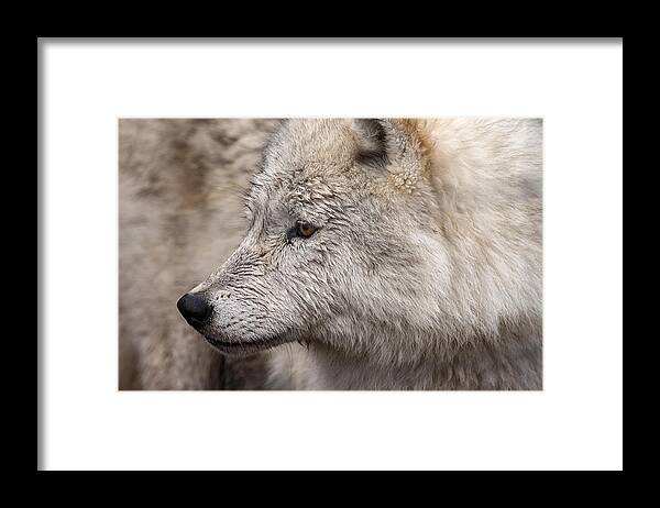 Wolf Framed Print featuring the photograph Arctic Wolf by Eunice Gibb
