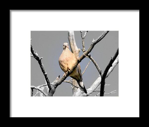 Mourning Dove Framed Print featuring the photograph Are YOU Lookin' at me? by Kathy Barney