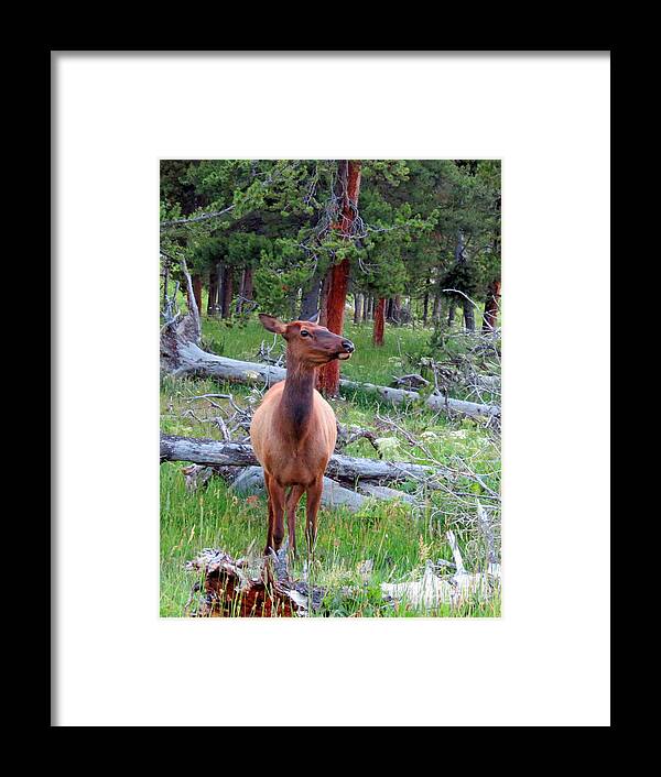 Mule Deer Framed Print featuring the photograph Are You Talking To Me by Ausra Huntington nee Paulauskaite