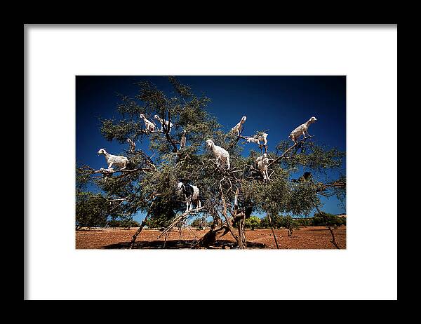 Goat Framed Print featuring the photograph Argan Goats by Burak Senbak