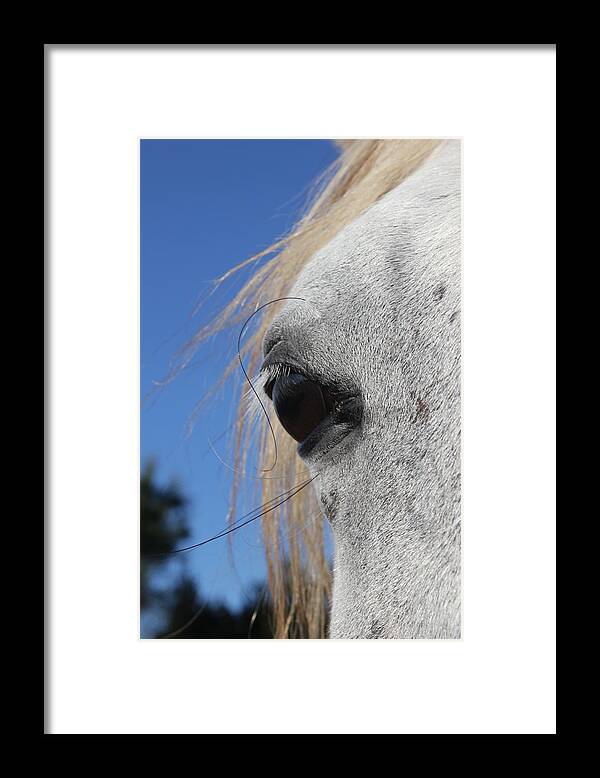 Horse Framed Print featuring the photograph Arinya Eye by M Kathleen Warren