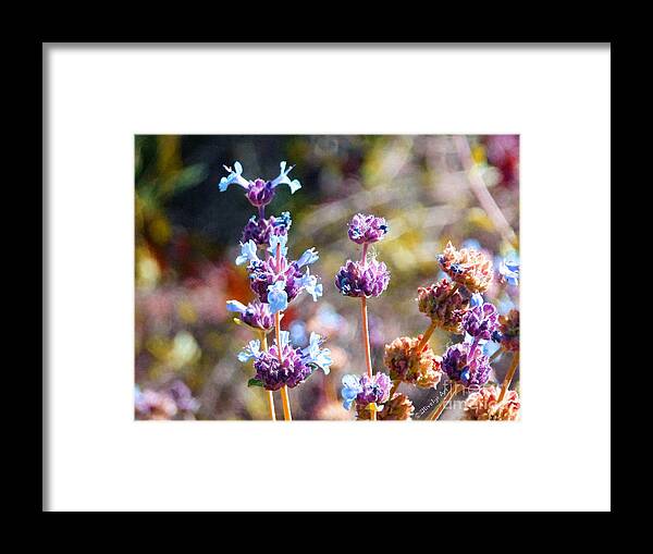 Arizona Wildflowers Framed Print featuring the photograph Arizona Wildflowers by Two Hivelys