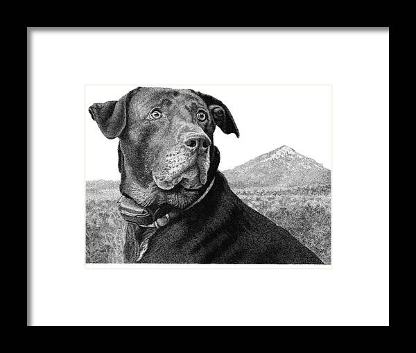 Black Lab Framed Print featuring the drawing Arkansas Lab by Rob Christensen